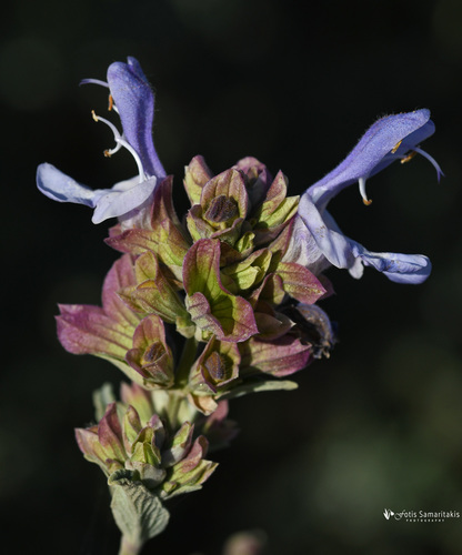Salvia pomifera (Apple sage) — photo