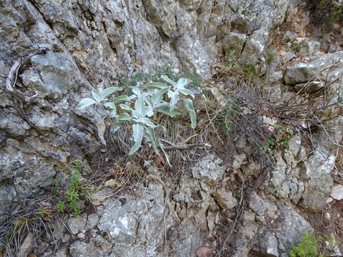 Salvia pomifera (Apple sage) — photo