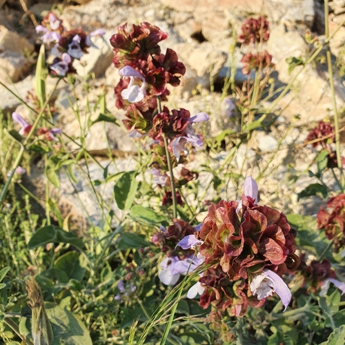 Salvia pomifera