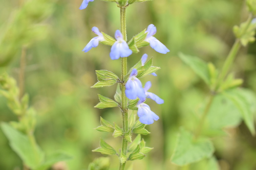 Salvia potus (Chia) — photo
