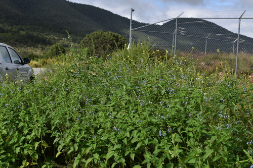 Salvia potus (Chia) — photo