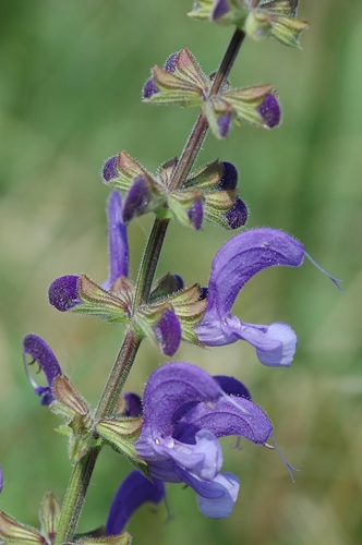 Salvia pratensis (Meadow clary) — photo