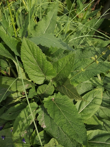 Salvia pratensis (Meadow clary) — photo