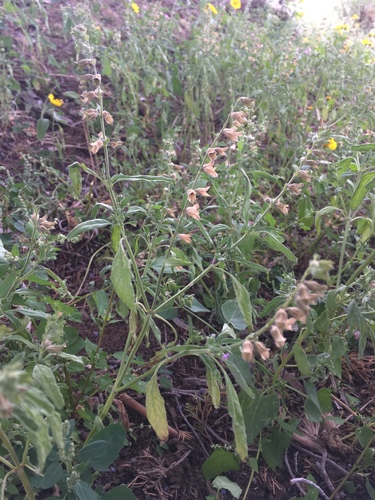 Salvia reflexa (Mintweed) — photo