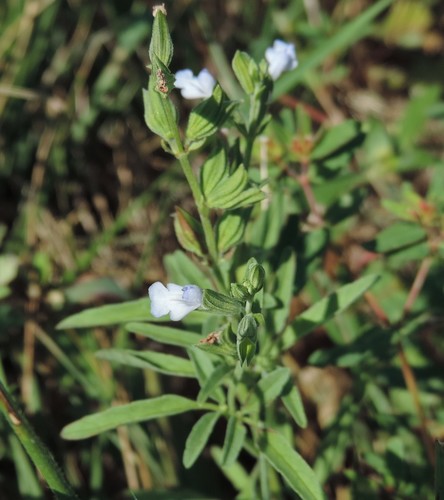 Salvia reflexa (Mintweed) — photo