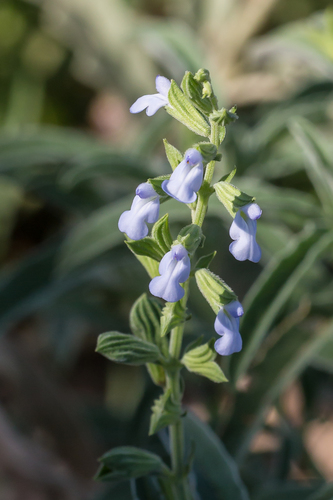 Salvia reflexa