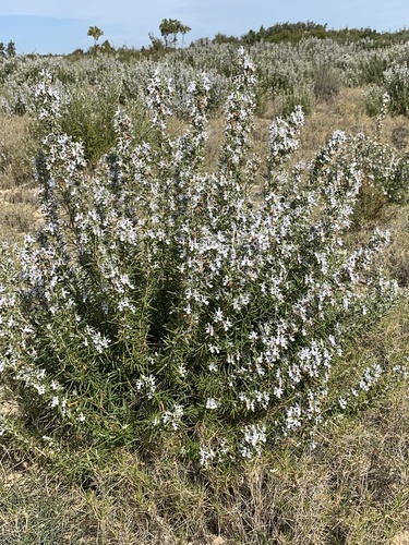 Salvia rosmarinus (Rosemary) — photo