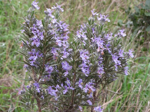 Salvia rosmarinus (Rosemary) — photo