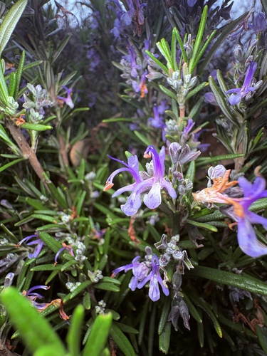 Salvia rosmarinus