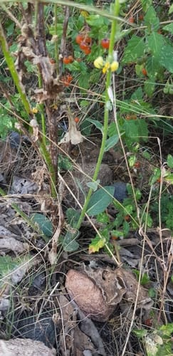 Salvia schimperi — photo