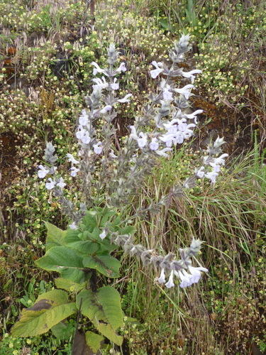 Salvia schimperi