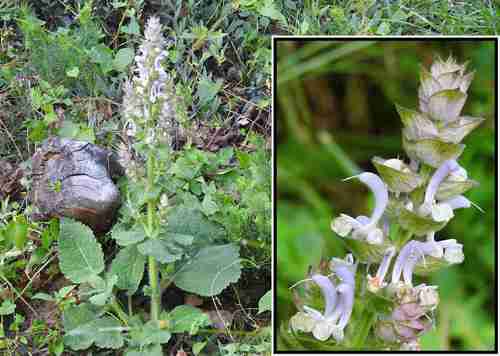 Salvia sclarea (Clary) — photo