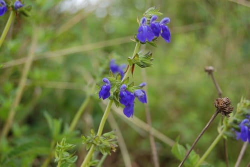 Salvia sophrona — photo