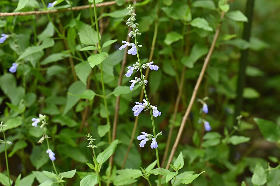 Salvia sp.