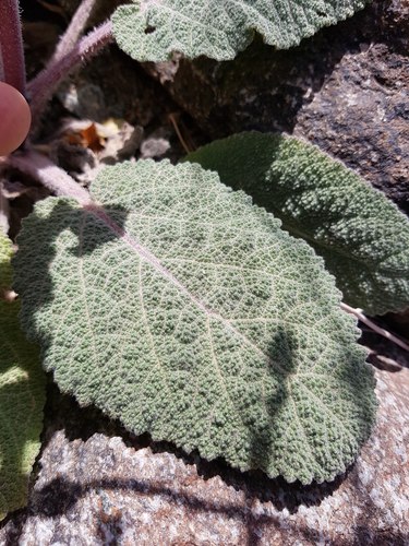 Salvia spinosa — photo