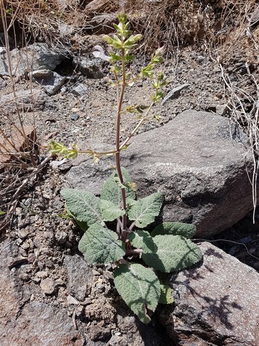 Salvia spinosa — photo