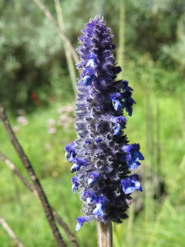 Salvia stachyoides — photo