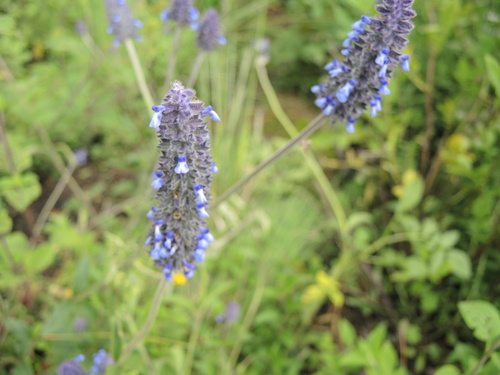 Salvia stachyoides — photo