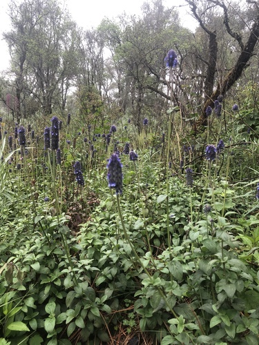 Salvia stachyoides