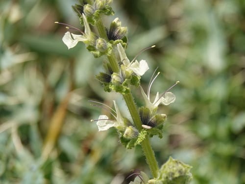 Salvia staminea — photo