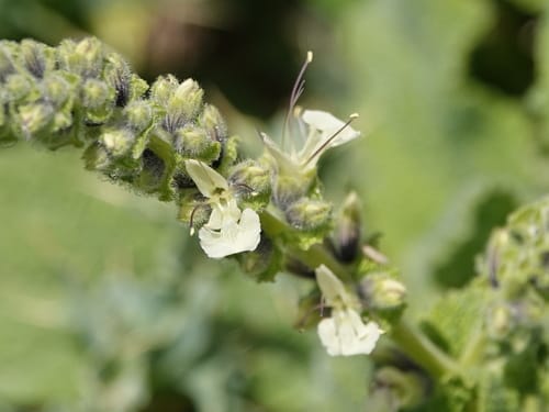 Salvia staminea — photo