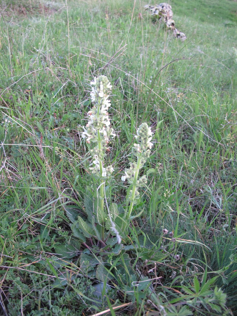 Salvia staminea