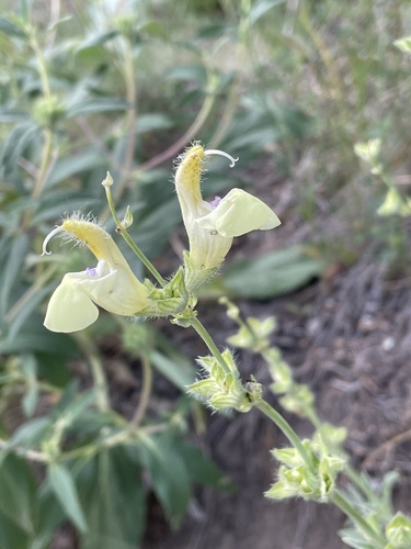 Salvia suffruticosa — photo