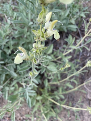 Salvia suffruticosa — photo