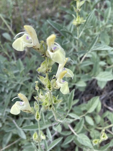 Salvia suffruticosa