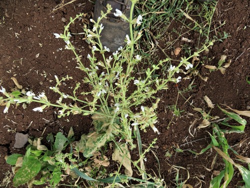 Salvia syriaca