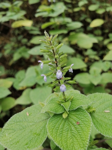 Salvia tiliifolia (Lindenleaf Sage) — photo