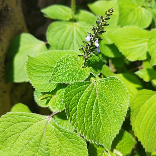 Salvia tiliifolia (Lindenleaf Sage) — photo