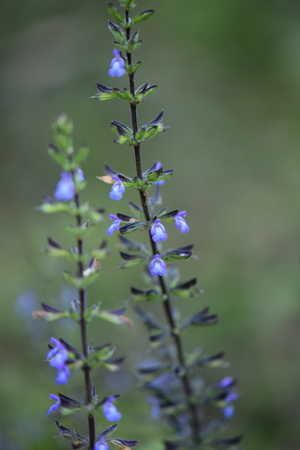 Salvia tiliifolia