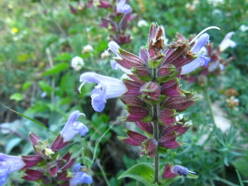 Salvia tomentosa — photo