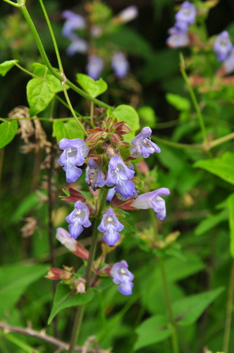Salvia tomentosa