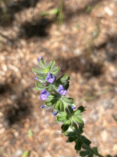 Salvia verbenaca (Wild English Clary) — photo