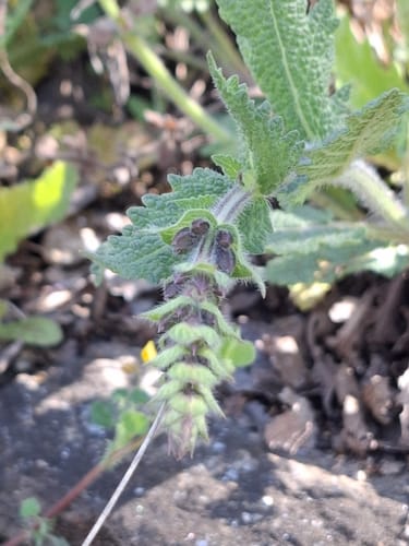 Salvia verbenaca (Wild English Clary) — photo