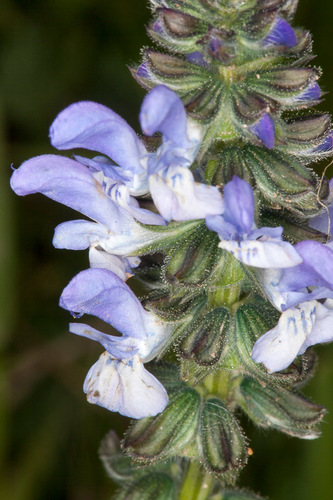 Salvia verbenaca