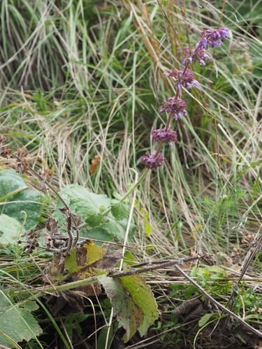 Salvia verticillata