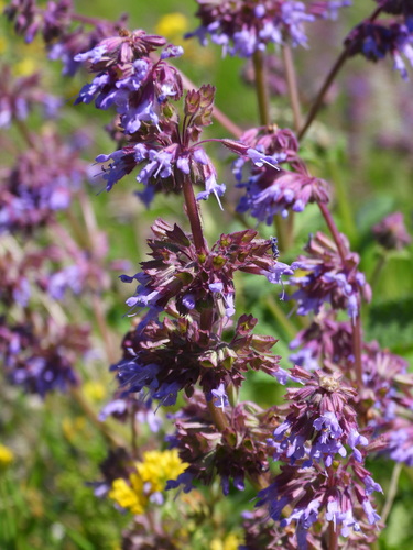 Salvia verticillata subsp. amasica