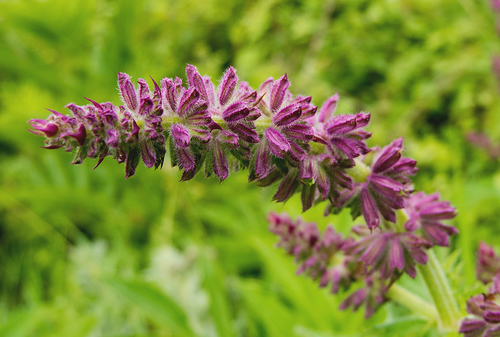 Salvia verticillata subsp. amasica — photo
