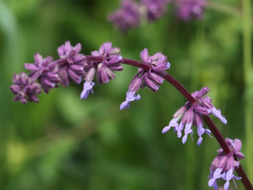 Salvia verticillata subsp. amasica — photo