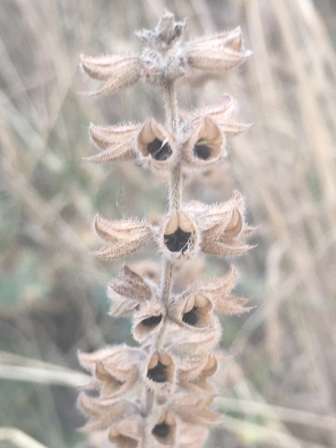 Salvia virgata — photo