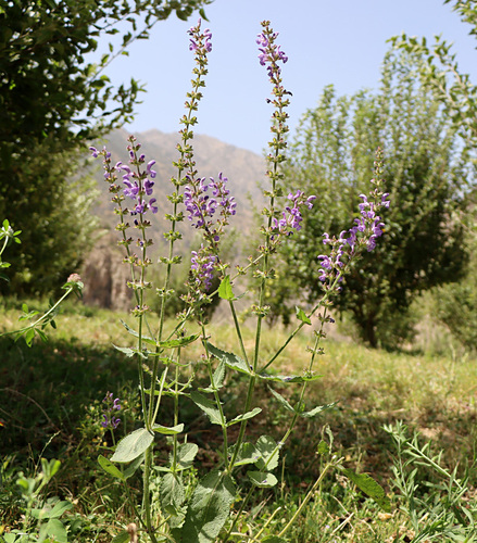 Salvia virgata — photo