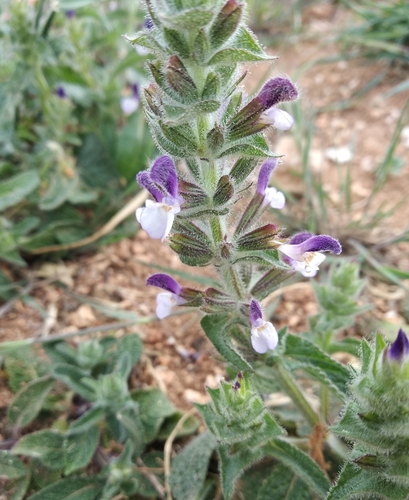 Salvia viridis (Clary) — photo