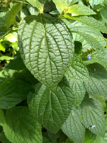 Salvia xalapensis — photo