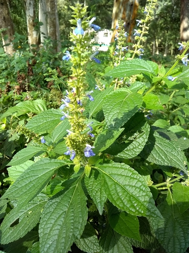 Salvia xalapensis — photo