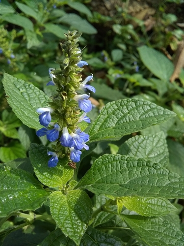 Salvia xalapensis