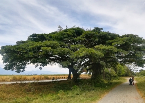 Samanea saman (Raintree) — photo