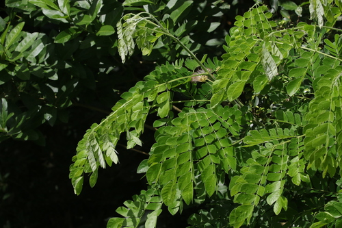 Samanea saman (Raintree) — photo